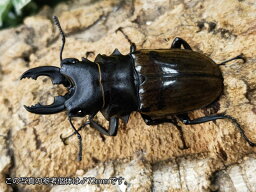 ダールマンツヤクワガタ原名亜種成虫 インドネシア スマトラ島ベンクール産 ペア