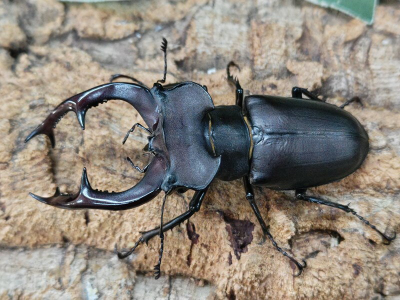 ユダイクスミヤマクワガタ成虫 トルコ 産 ペア