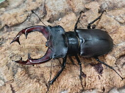 ヨーロッパミヤマクワガタ(ケルブス)成虫 フランス 南部産 ペア