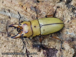 オキピタリスノコギリクワガタ成虫 インドネシア スマトラ島ベンクール産 ペア