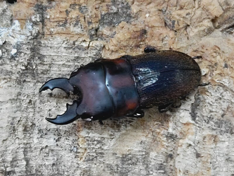 アギーレニセネブト成虫 ペルー ワヌコ産 ペア