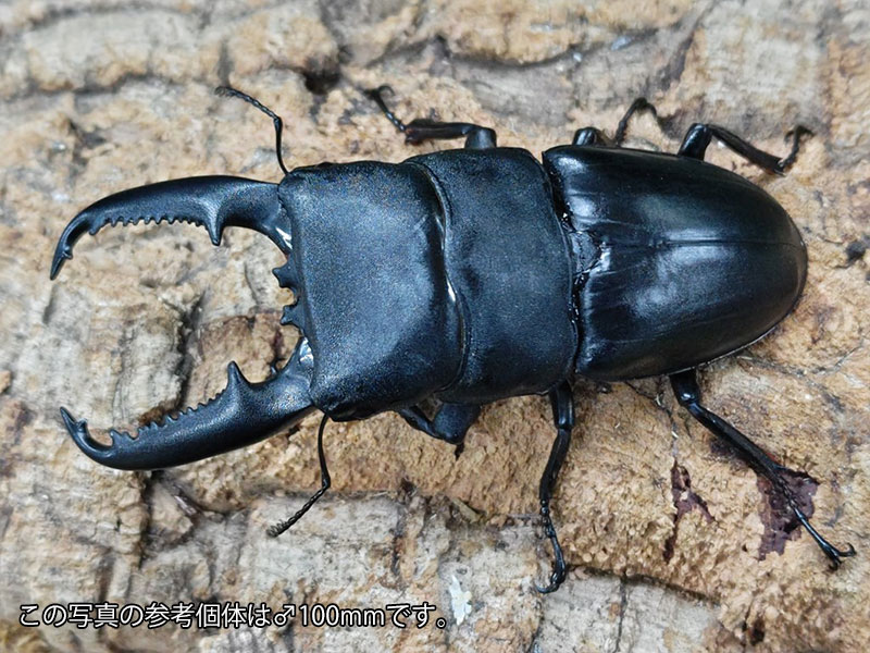 パラワンオオヒラタクワガタ成虫 フィリピン パラワン島Mt.ガントン産 ペア