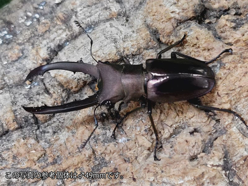 メタリフェルホソアカクワガタ(亜種finae)成虫 インドネシア ペレン島産 ペア