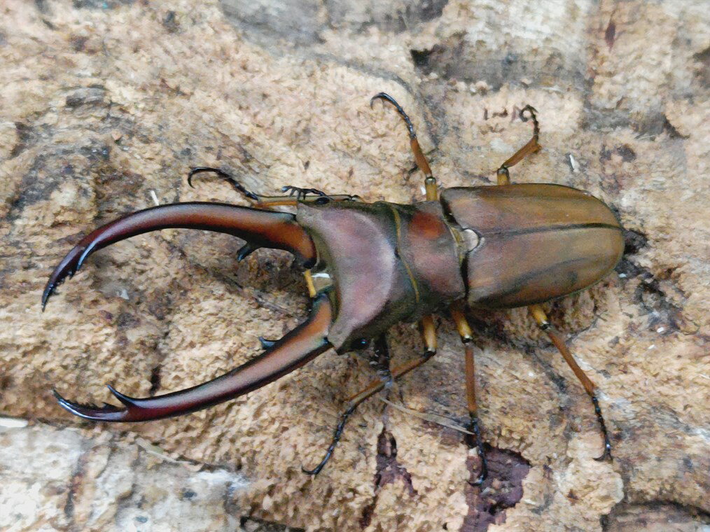 トゥルンカートゥスホソアカクワガタ成虫 インドネシア スマトラ島DEMPO産 ペア