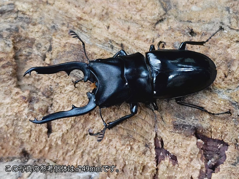 ブッタノコギリクワガタ亜種ebeninus成虫 フィリピン ミンダナオ島New Bataan産 ペア