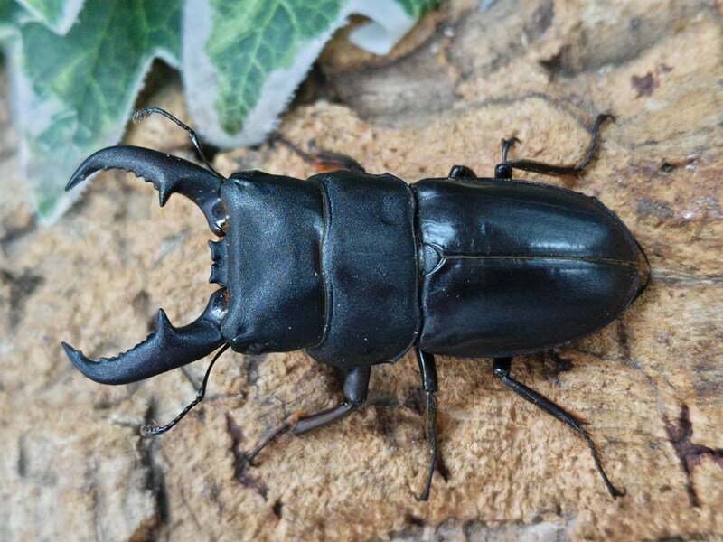 オキノエラブヒラタクワガタ成虫 鹿児島県 沖永良部島知名町大山産 ♂＋♀3 カルテット