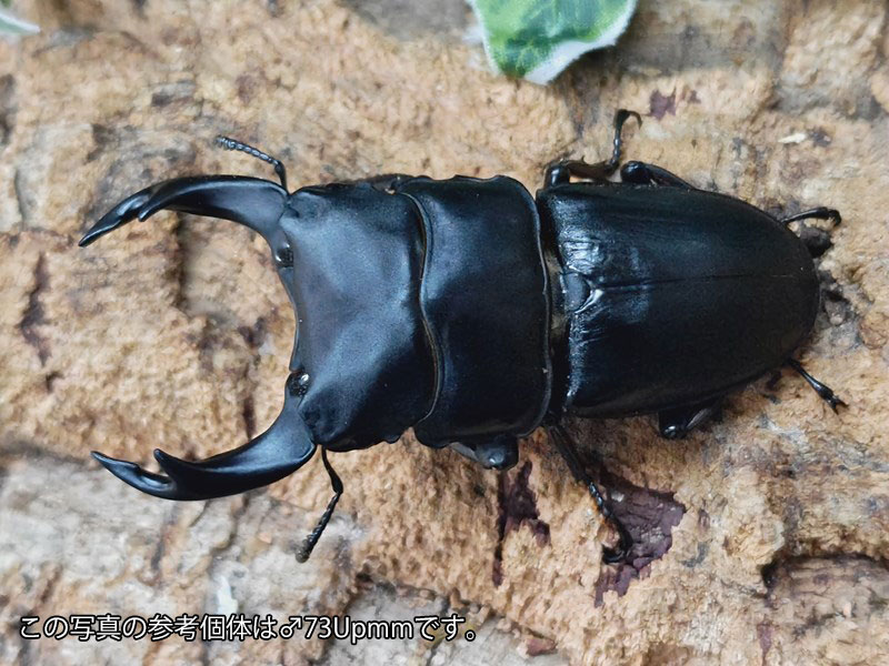 国産オオクワガタ(兵庫県産)成虫 兵庫県 川西市産 ペア