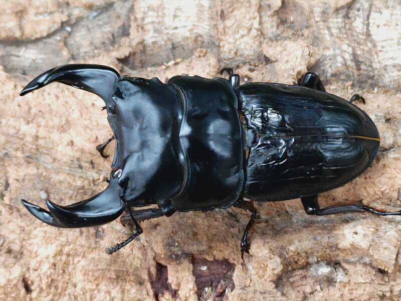 1年2組極太オオクワガタ TUA ダイヤモンド トリオ | Dorcus Academy