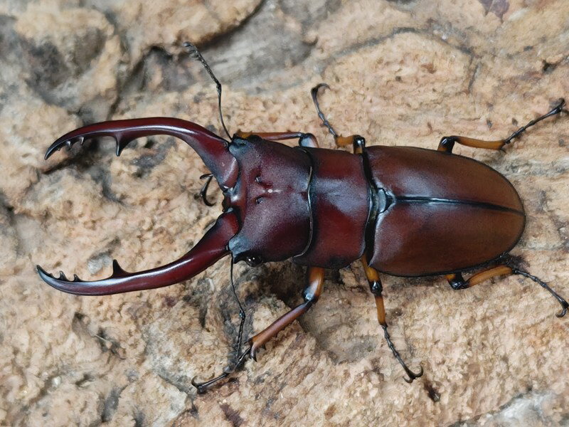 ǥΥ갡pallidipennis ɥͥ ޥȥ٥󥯡뻺 ڥ