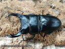 国産オオクワガタ(兵庫県産)成虫 兵庫県 川西市産 ペア