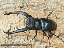 マンディブラリスフタマタクワガタ成虫 インドネシア スマトラ島ジャンピ産 ペア