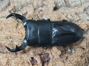 パリーオオクワガタ(ジャワ東部)原名亜種成虫 インドネシア ジャワ島アルゴプーロ産 ペア