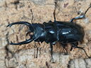 ダールマンツヤクワガタ亜種celebensis成虫 インドネシア ペレン島産 ペア