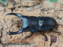パリーオオクワガタ・ミンダナオ亜種(ミンダナオオオクワガタ)成虫 フィリピン ミンダナオ島キダパワン産 ペア