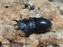 オキナワコクワガタ(リュウキュウコクワガタ)成虫 沖縄県 国頭郡大宜見村上原産 ペア