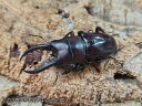 オキナワノコギリ成虫 沖縄県 国頭郡大宜見村上原産 ペア