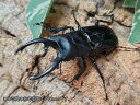 ルディカツヤクワガタ(ダールマンツヤクワガタ亜種rudicae)成虫 フィリピン ミンドロ島産 ペア