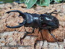 インターメディアツヤクワガタ成虫 フィリピン ネグロス島産 ペア