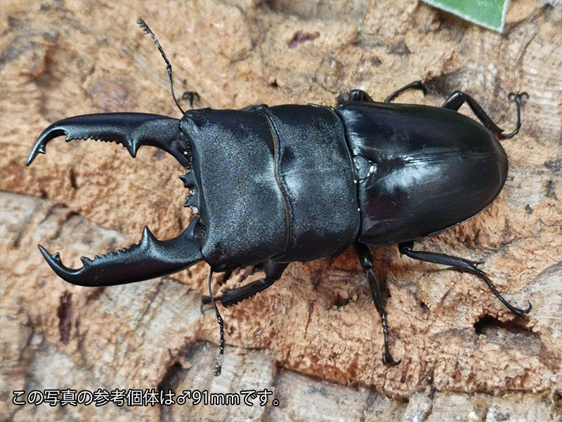 ߥʥҥ饿塞 եԥ ߥʥޥ饰 ڥ