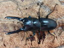 ゲルツルードノコギリクワガタ成虫 フィリピン ルソン島ネバービスカヤ州カシブ産 ペア