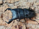 ダイオウヒラタクワガタ成虫 インドネシア ジャワ島アルゴプーロ産 ペア