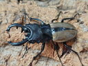 ルデキンツヤクワガタ成虫 インドネシア スマトラ島ジャンピ産 ペア