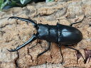 ギラファノコギリクワガタ(亜種ケイスケ)成虫 インドネシア フローレス島産 ペア