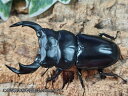 アンタエウスオオクワガタ成虫 ブータン シェムガン産 ペア+♀トリオ