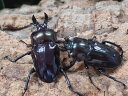 ニジイロクワガタ(紫紺血統)成虫 オーストラリア クィーズランド産 ペア