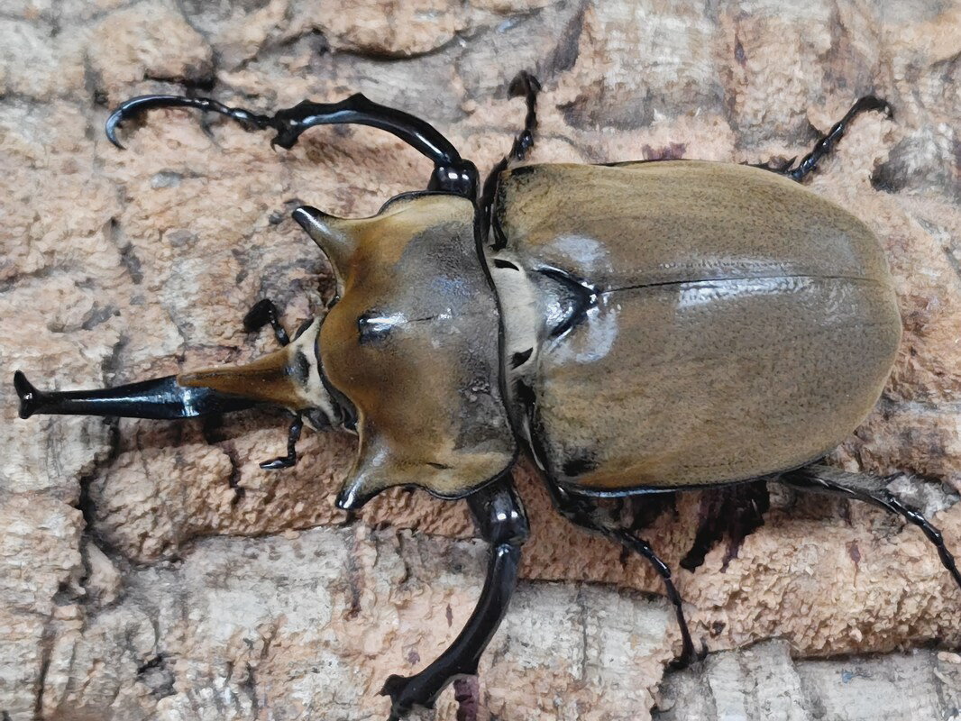 エレファスゾウカブト成虫 メキシコ カテマコ産 ペア