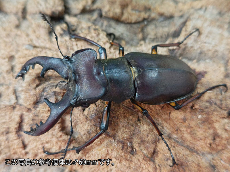 ミヤマクワガタ成虫 大阪府 箕面市産 ペア