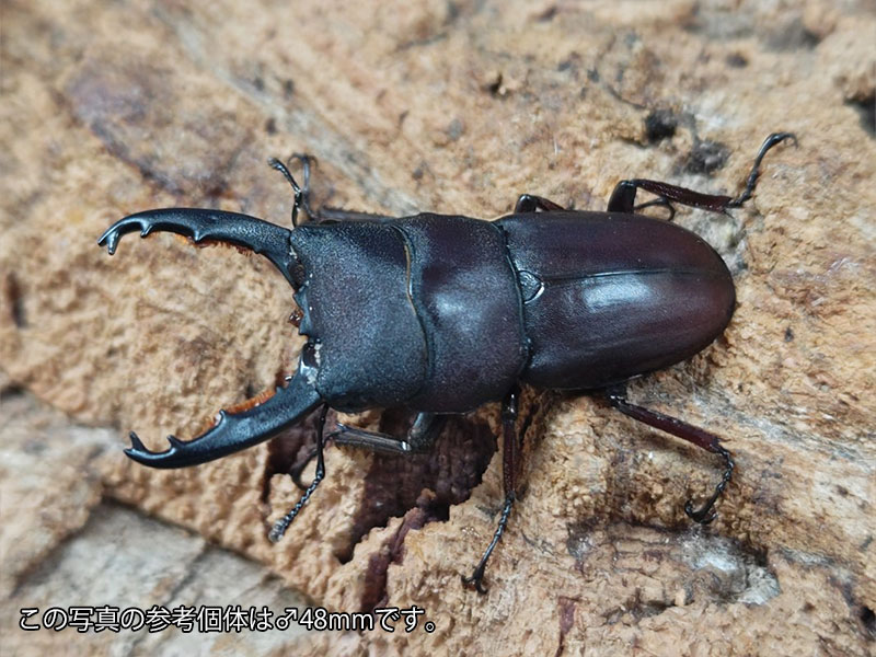タウルスヒラタクワガタ成虫 インドネシア スマトラ島ベンクール産 ペア