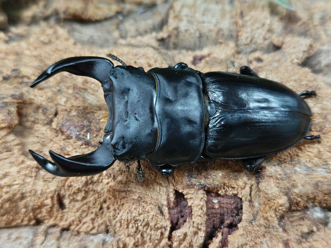 国産オオクワガタ(極太アンバランス血統)成虫 No.65(クーガ) 産 ペア