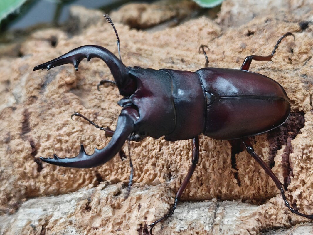 ヤクシマノコギリクワガタ成虫 鹿児島県 屋久島町宮之浦産 ペア