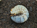 ツチヤカブト幼虫 口永良部島産