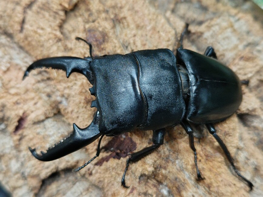 パラワンオオヒラタクワガタ成虫 フィリピン パラワン島Mt.ガントン産 ペア