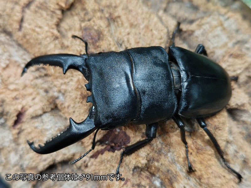 パラワンオオヒラタクワガタ成虫 フィリピン パラワン島Mt.ガントン産 ペア