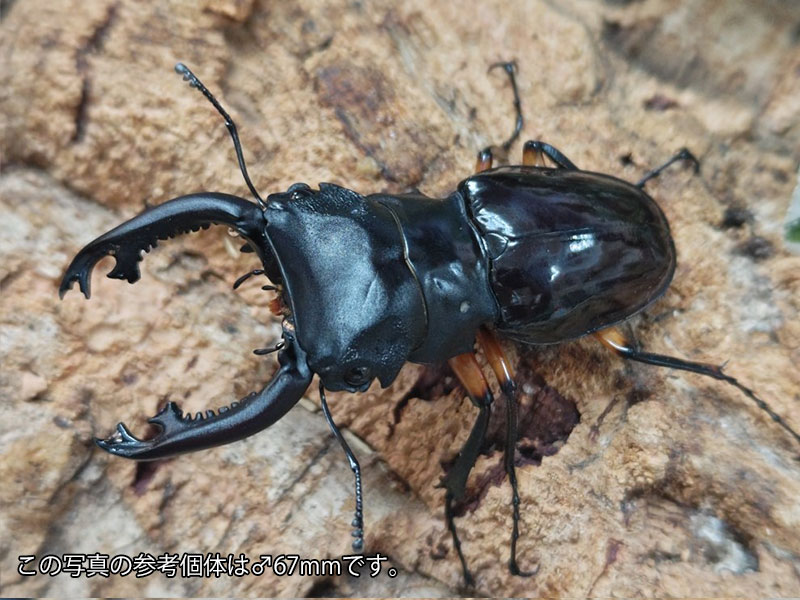 インペリアリスツヤクワガタ成虫 フィリピン パラワン島バタラダ産 ペア