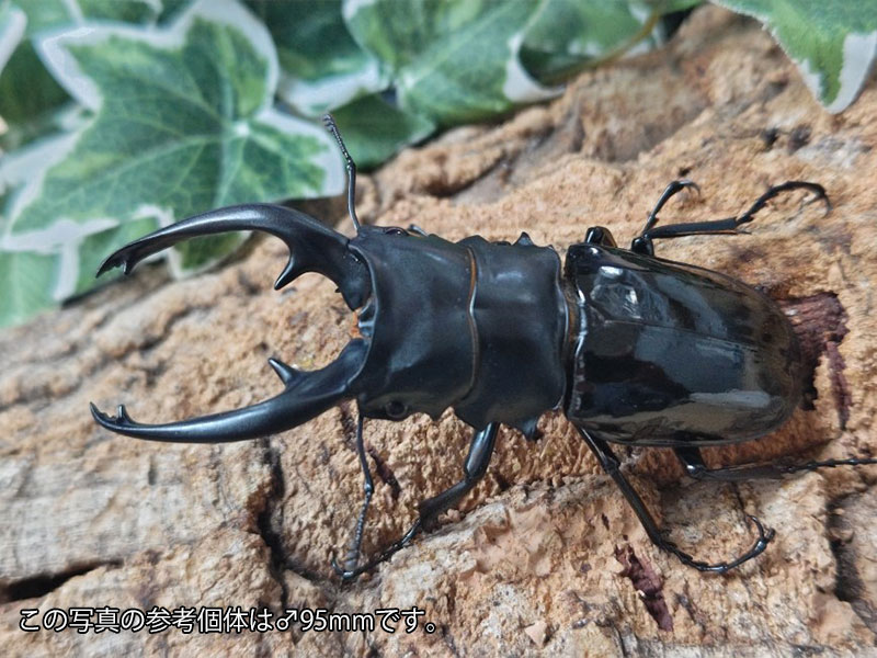 インターメディアツヤクワガタ成虫 フィリピン ネグロス島産 ペア