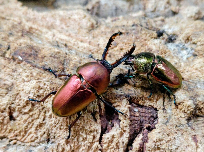 パプアキンイロクワガタ成虫 インドネシア イリアン・ワメナ産 ペア