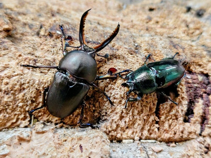 パプアキンイロクワガタ成虫 インドネシア イリアン・ワメナ産 ペア