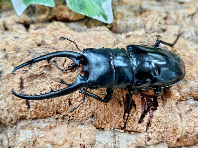 コンフキウスノコギリクワガタ成虫 ベトナム イェンバイ産 ペア