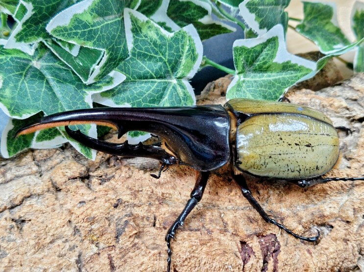 D.H.ヘラクレス成虫 フランス領 グアドループ産 ペア