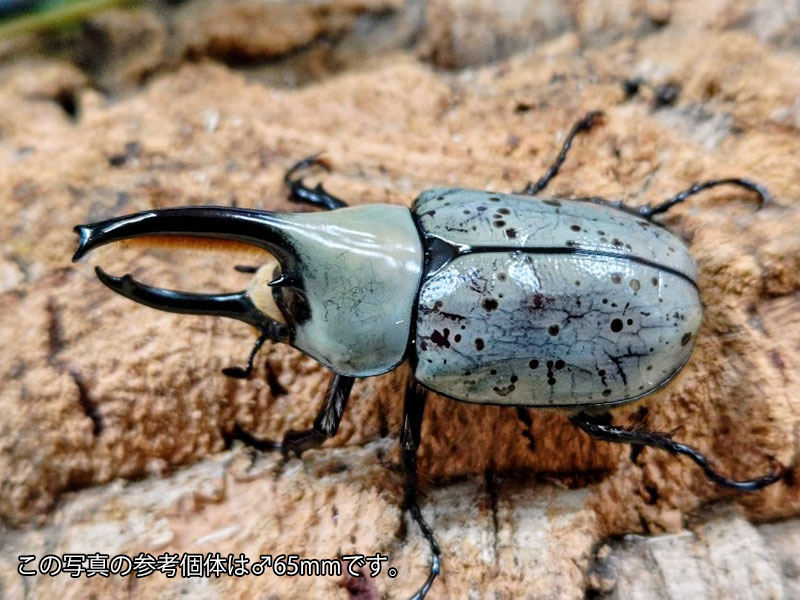 グラントシロカブト成虫 アメリカ合衆国 アリゾナ州産 ペア