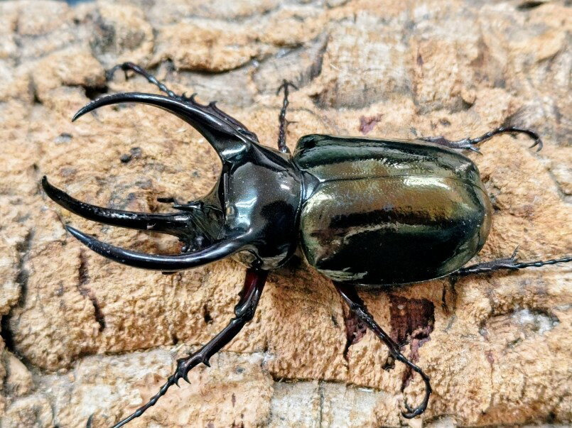 アトラスオオカブト(原名亜種)成虫 インドネシア スラウェシ島パロロ・パル産 ペア