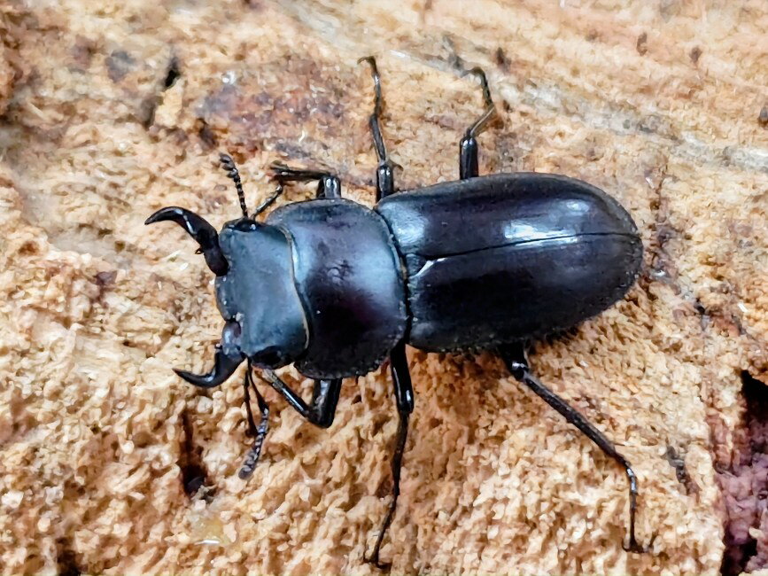 オキナワコクワガタ(リュウキュウコクワガタ)成虫 沖縄県 国頭郡大宣見村上原産 ペア