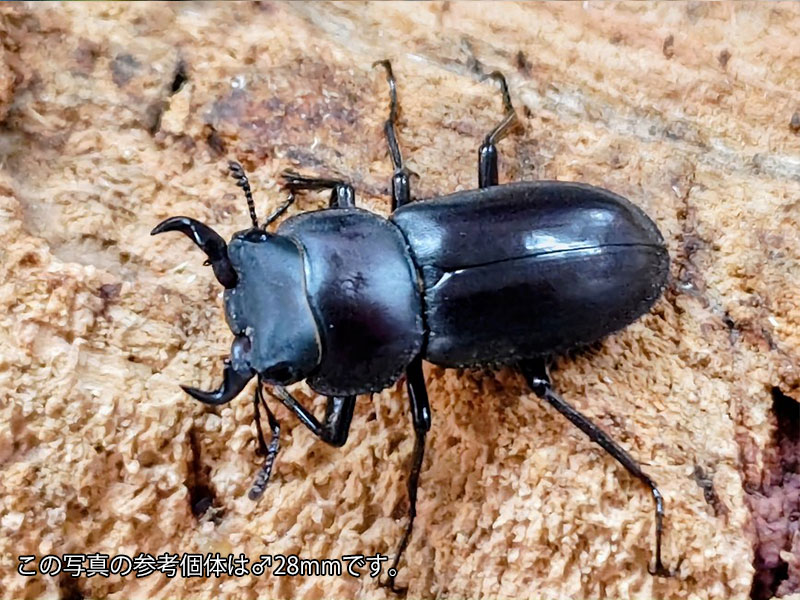 オキナワコクワガタ(リュウキュウコクワガタ)成虫 沖縄県 国頭郡大宣見村上原産 ペア