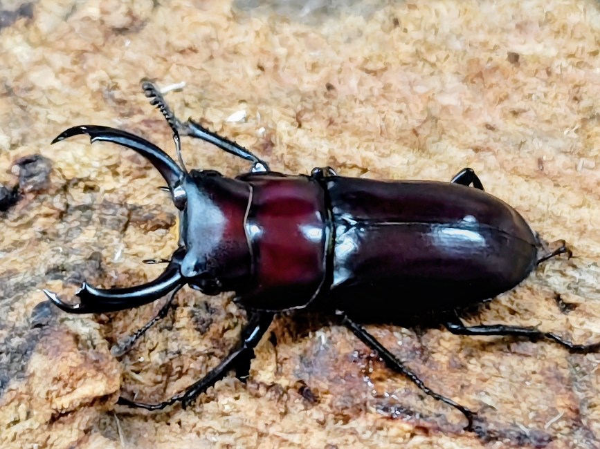 モーレンカンプコクワガタ成虫 中国 昆明市産 ペア