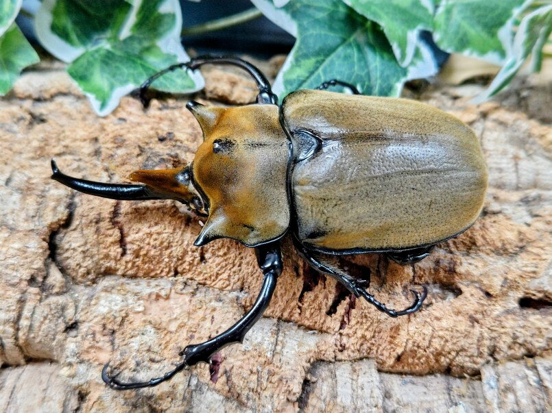 エレファスゾウカブト成虫 メキシコ カテマコ産 ペア