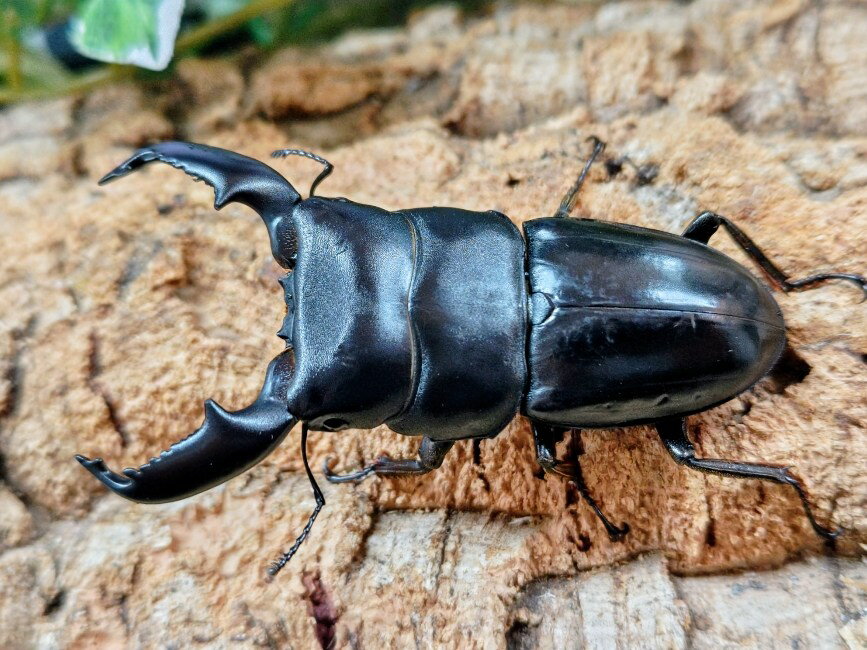 スマトラオオヒラタクワガタ成虫 インドネシア スマトラ島アチェ州ブランケジェレン産 ペア